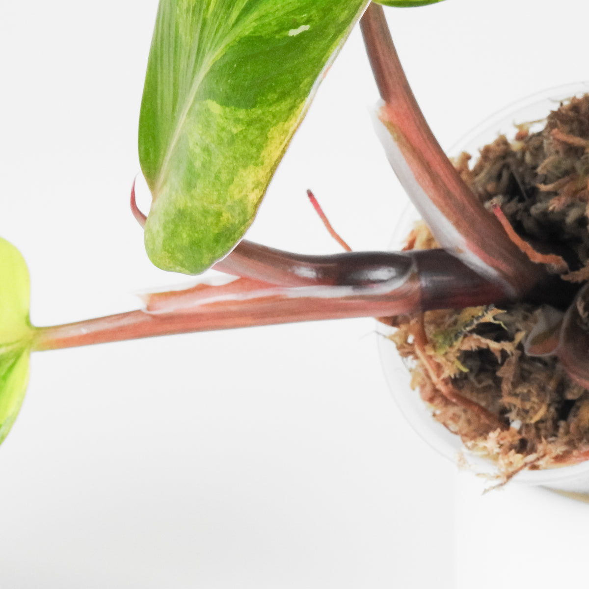 Philodendron White Knight Quadricolor (3904)