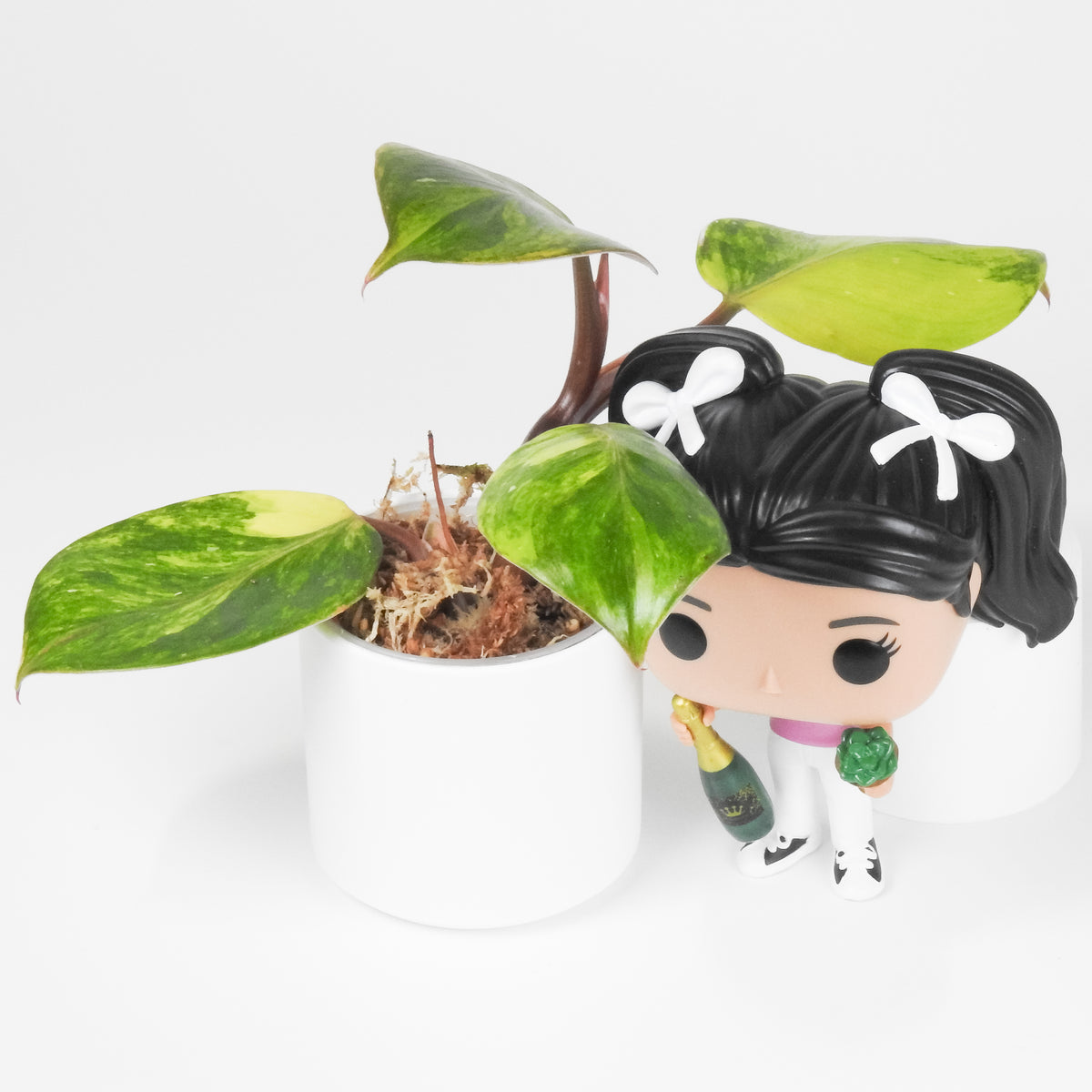 Philodendron White Knight Quadricolor (3904)