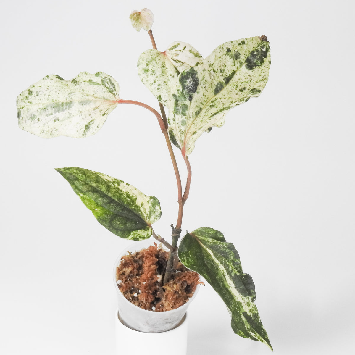 Piper 'Sylvaticum' Pink Metal (3905)