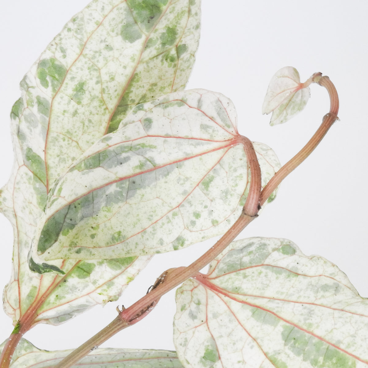 Piper 'Sylvaticum' Pink Metal (3905)