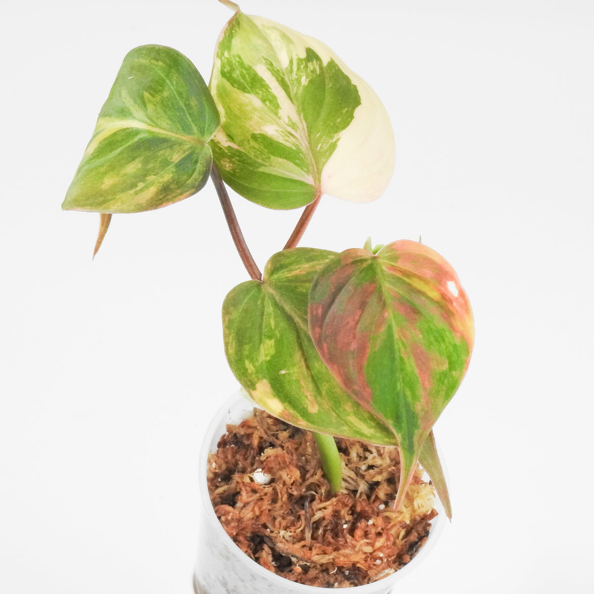 Philodendron 'Micans' Aurea Variegated (3908)