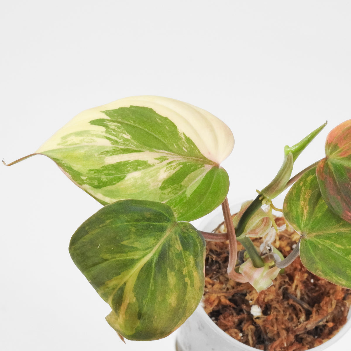 Philodendron 'Micans' Aurea Variegated (3908)