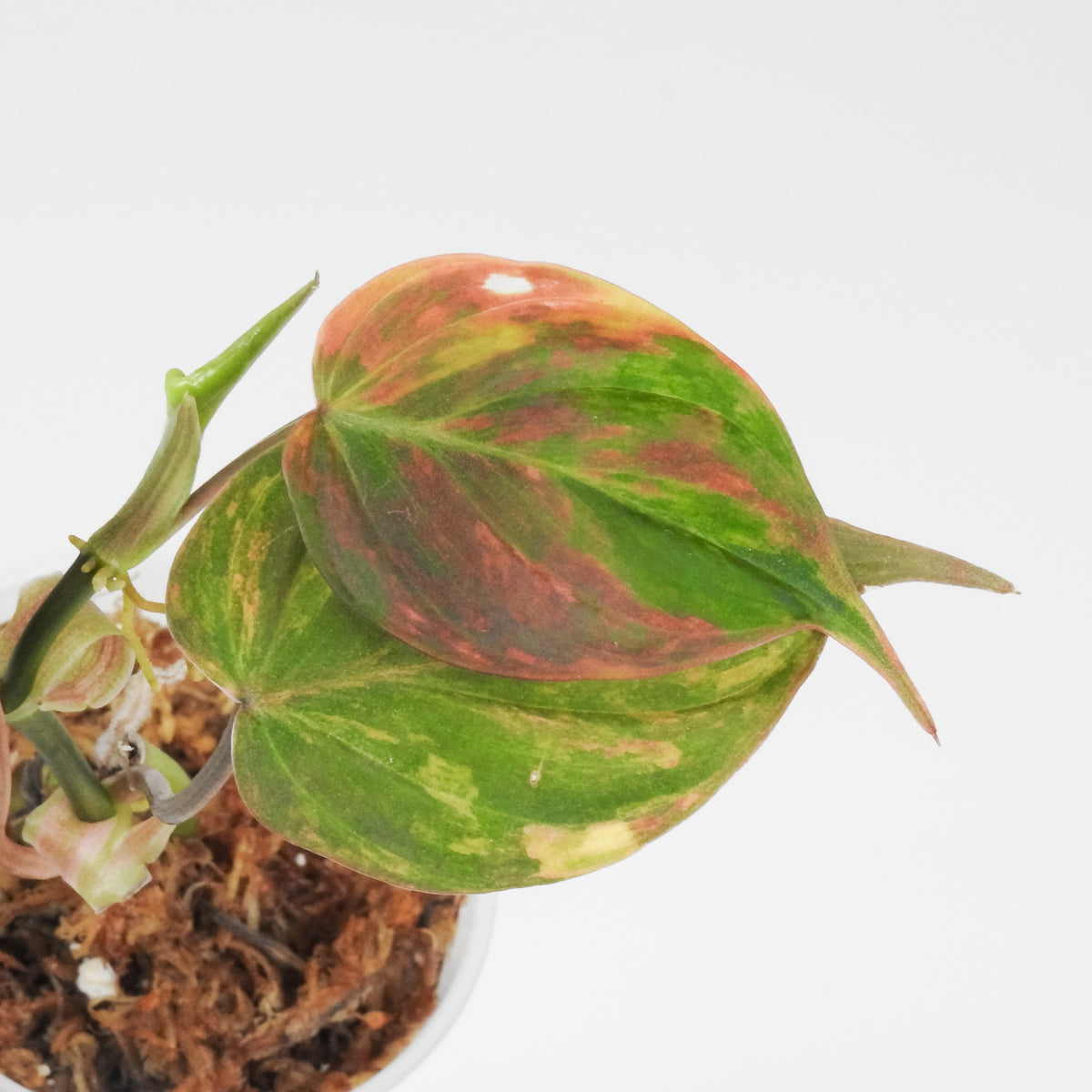 Philodendron 'Micans' Aurea Variegated (3908)