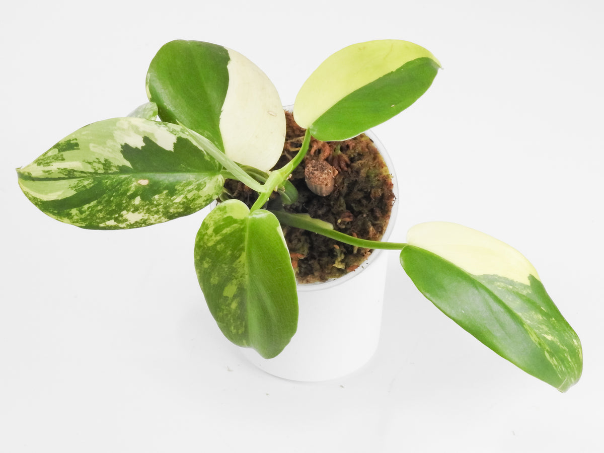 Philodendron 'Bipenfolium' Variegated (3907)