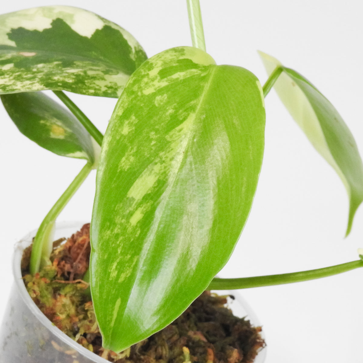 Philodendron 'Bipenfolium' Variegated (3907)