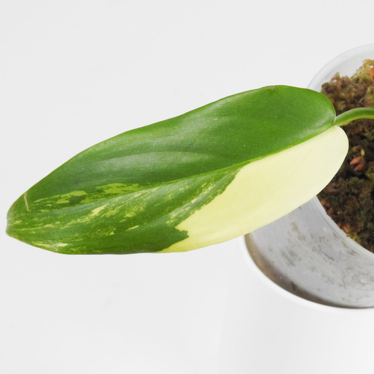 Philodendron 'Bipenfolium' Variegated (3907)