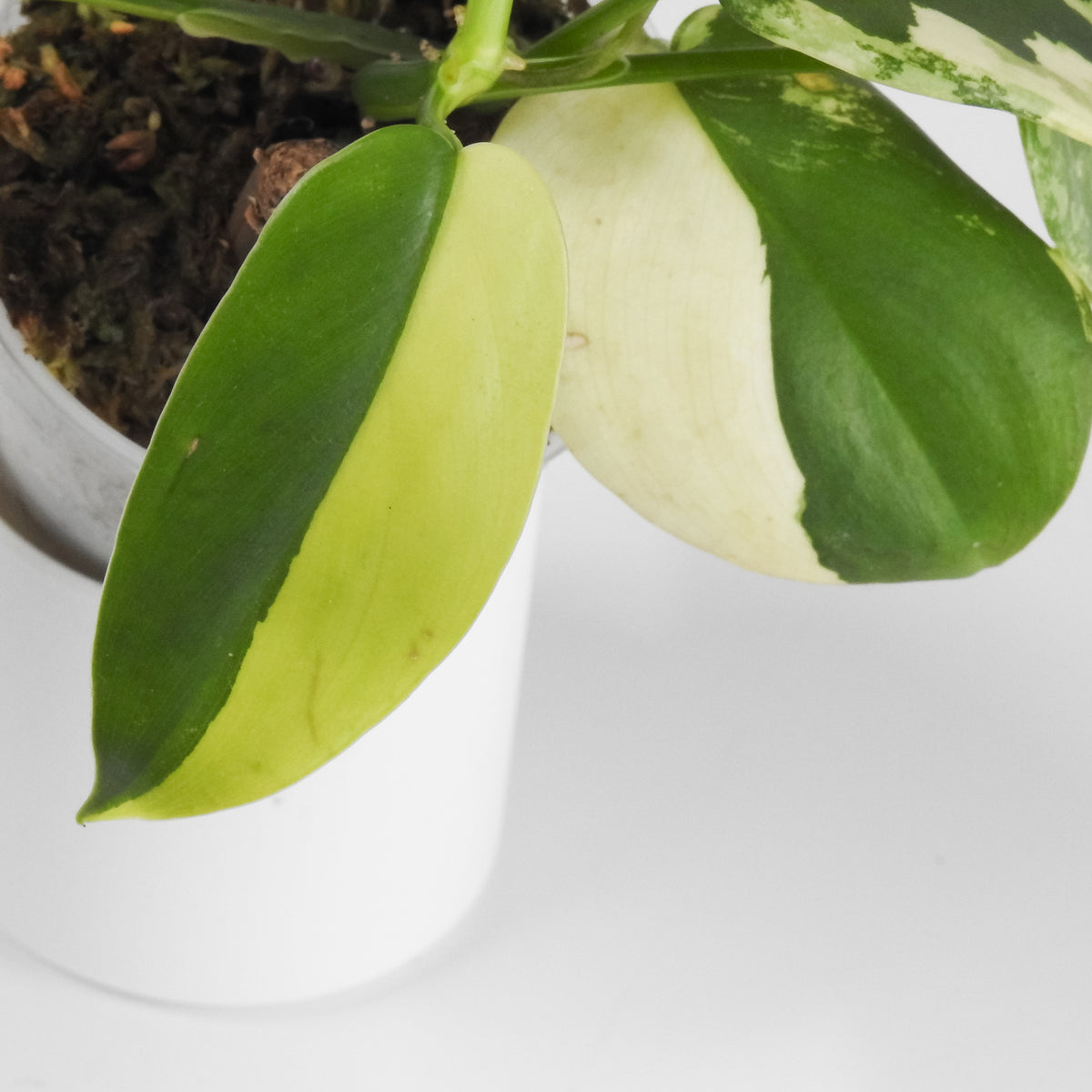 Philodendron 'Bipenfolium' Variegated (3907)