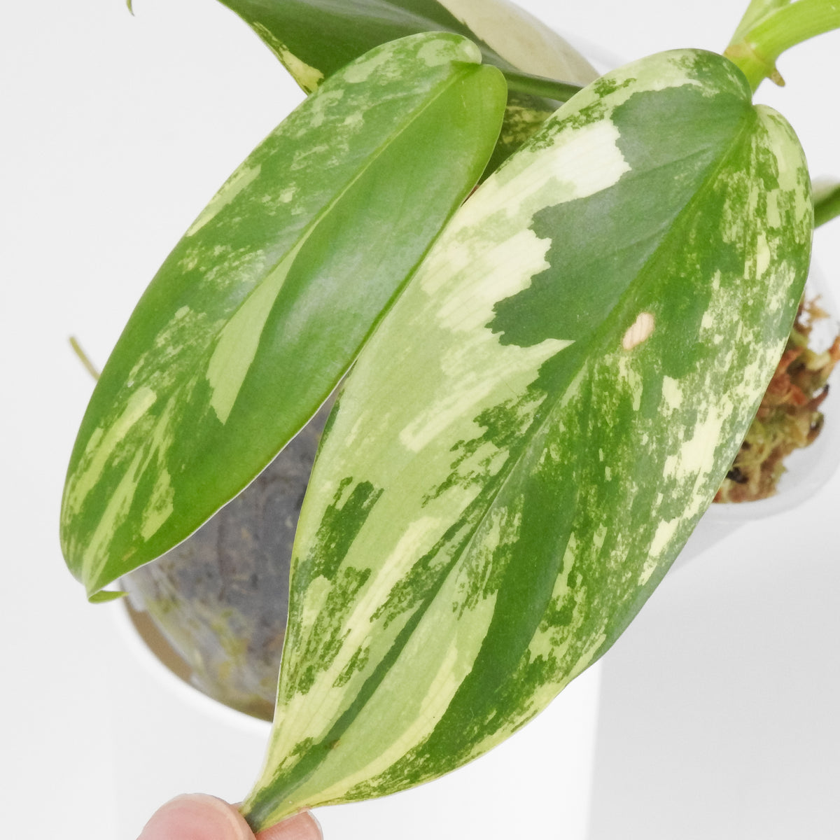 Philodendron 'Bipenfolium' Variegated (3907)