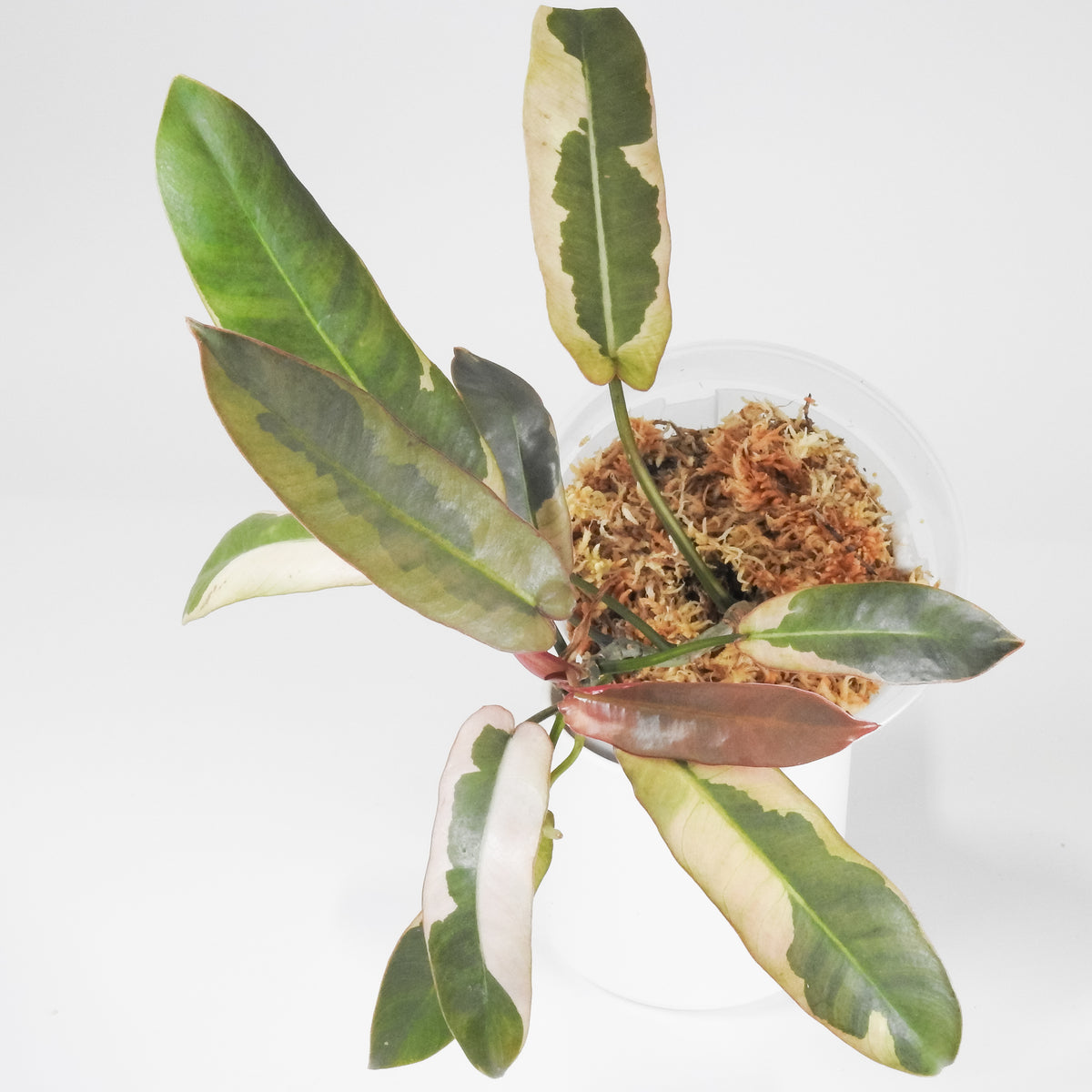 Philodendron 'Atabapoense' Variegated (3910)