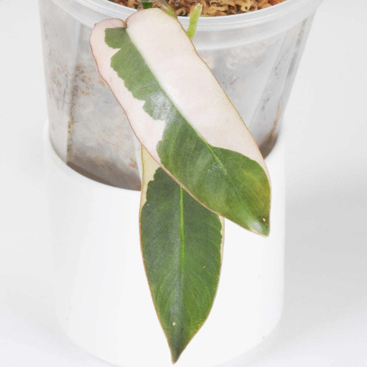 Philodendron 'Atabapoense' Variegated (3910)