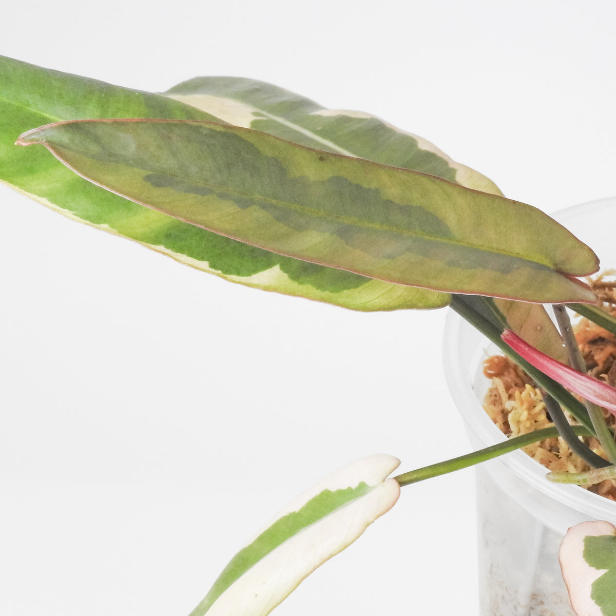 Philodendron 'Atabapoense' Variegated (3910)