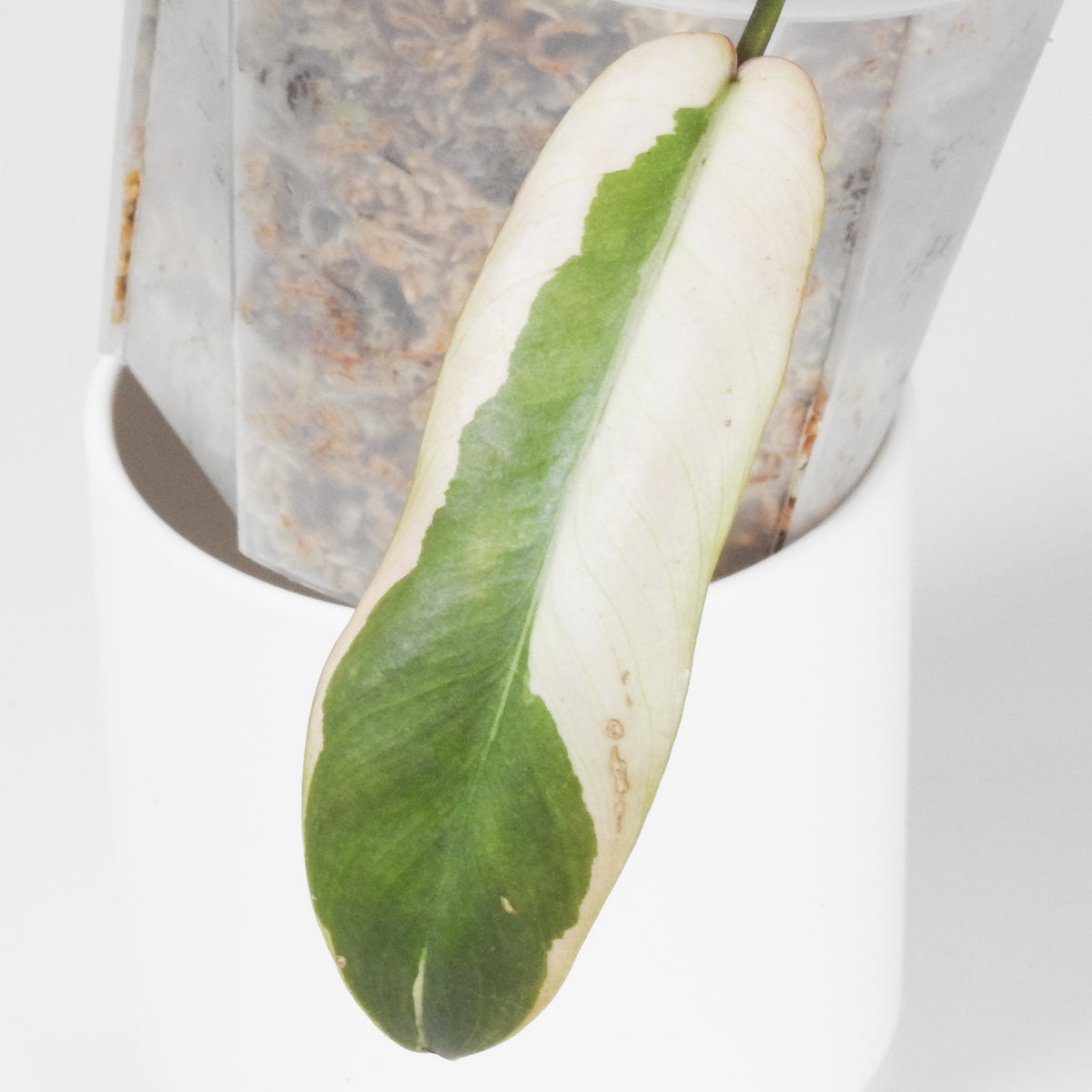 Philodendron 'Atabapoense' Variegated (3910)