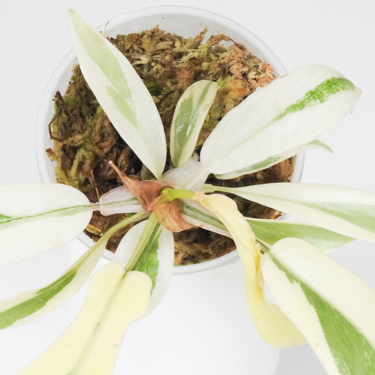 Philodendron 'Florida Beauty x Tortum' Albo Variegated (3909)
