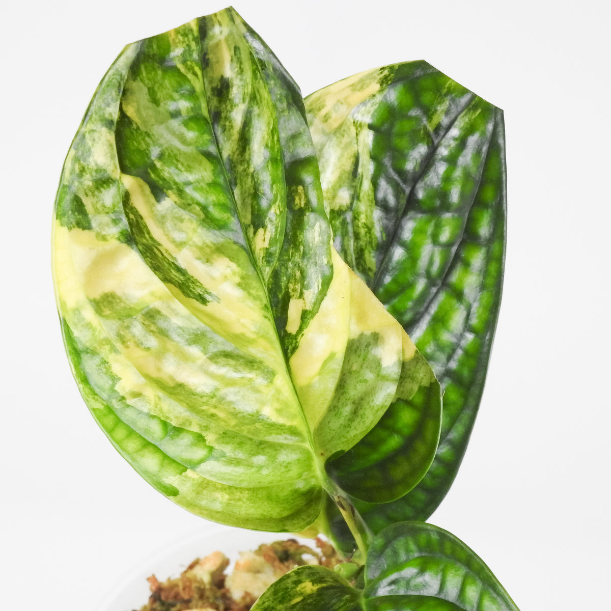 Monstera 'Peru' Variegated (3911)