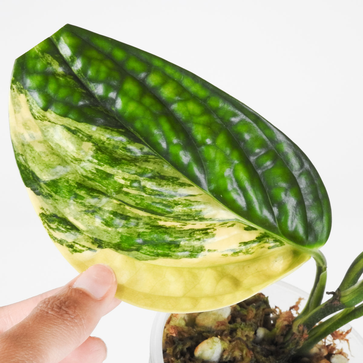 Monstera 'Peru' Variegated (3911)