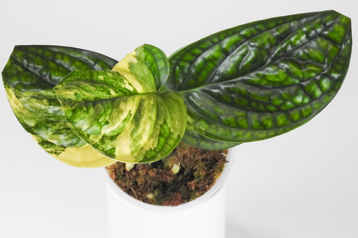 Monstera 'Peru' Variegated (3911)