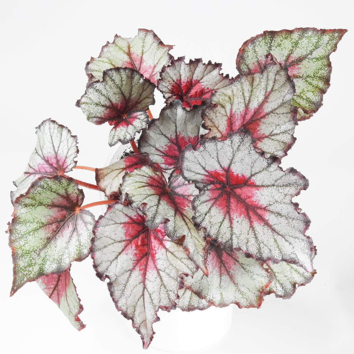 Begonia 'Crimson Oak' (3912)