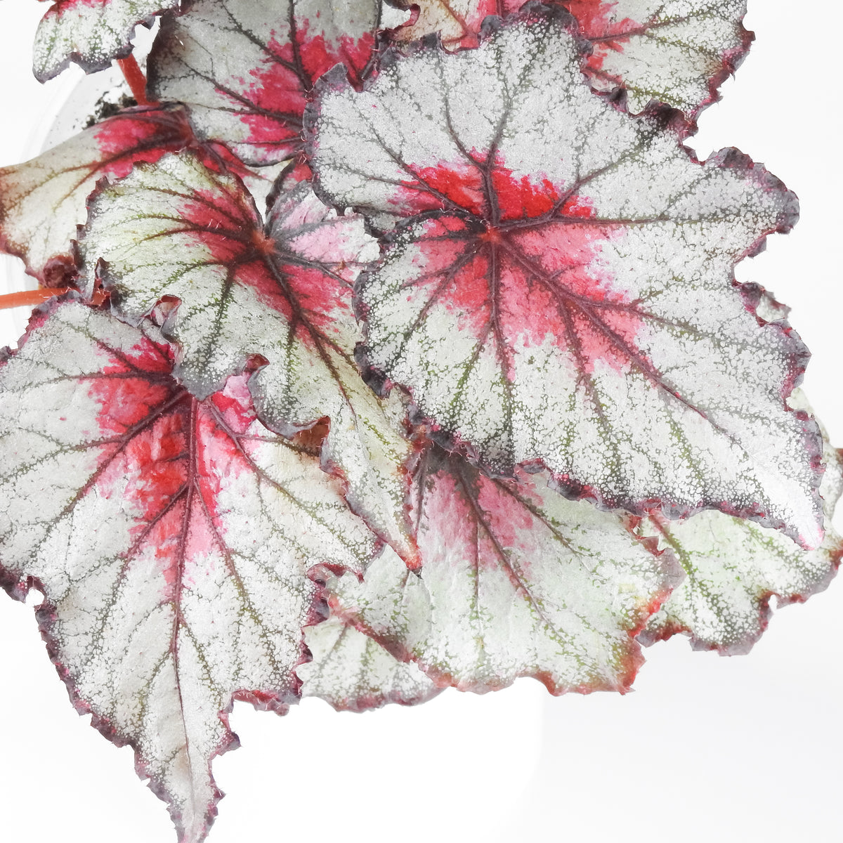 Begonia 'Crimson Oak' (3912)