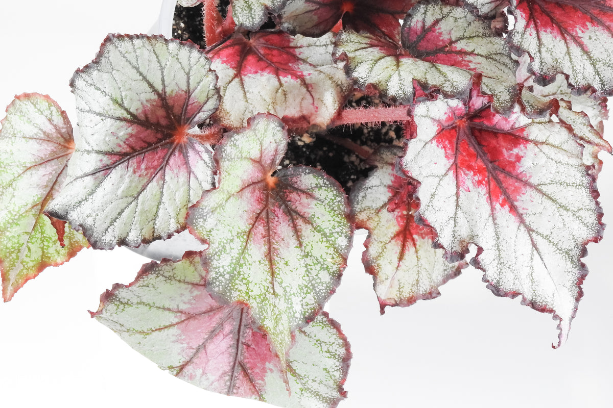 Begonia 'Crimson Oak' (3912)