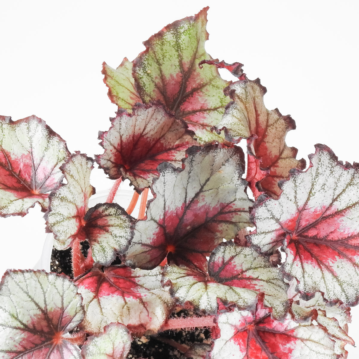 Begonia 'Crimson Oak' (3912)