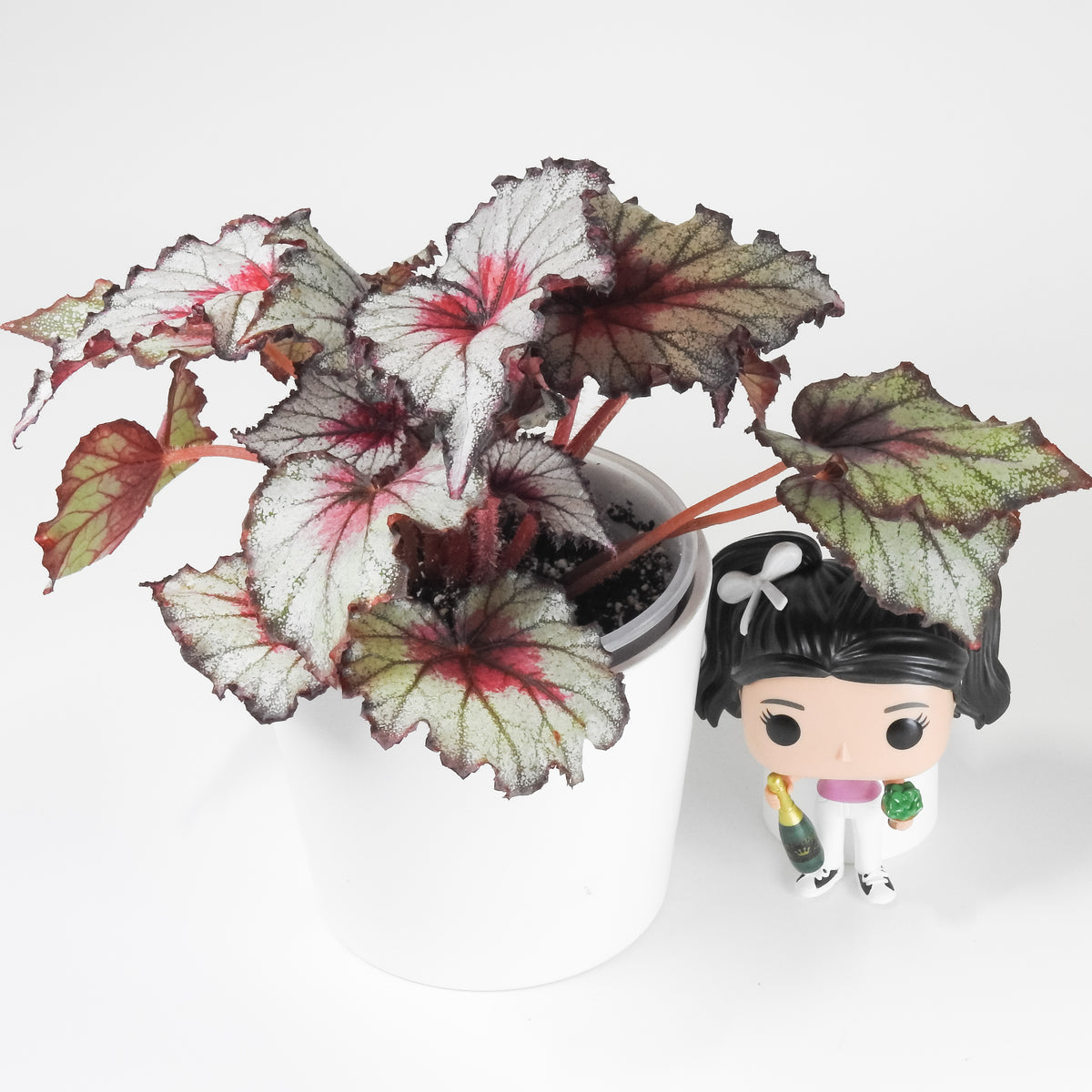 Begonia 'Crimson Oak' (3912)