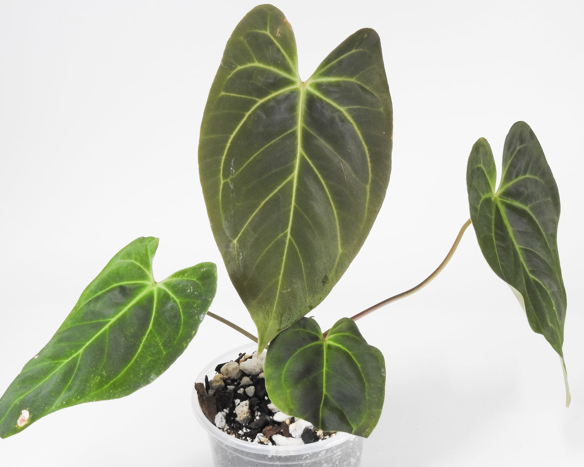 Anthurium Portillae x Besseae aff. (3918)