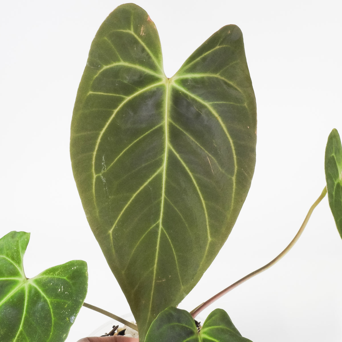 Anthurium Portillae x Besseae aff. (3918)