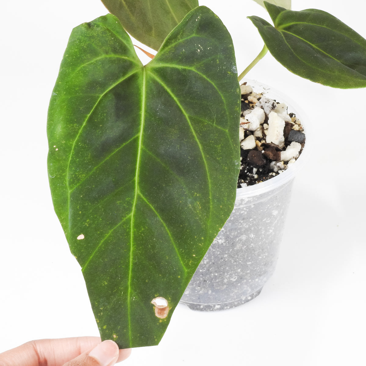 Anthurium Portillae x Besseae aff. (3918)