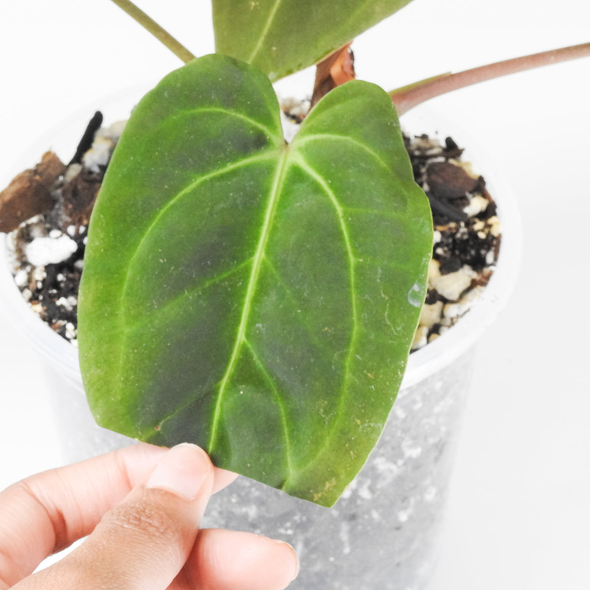 Anthurium Portillae x Besseae aff. (3918)