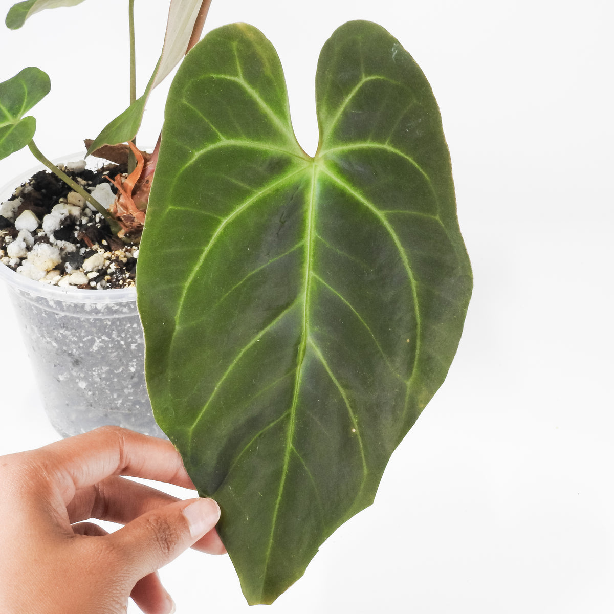 Anthurium Portillae x Besseae aff. (3918)