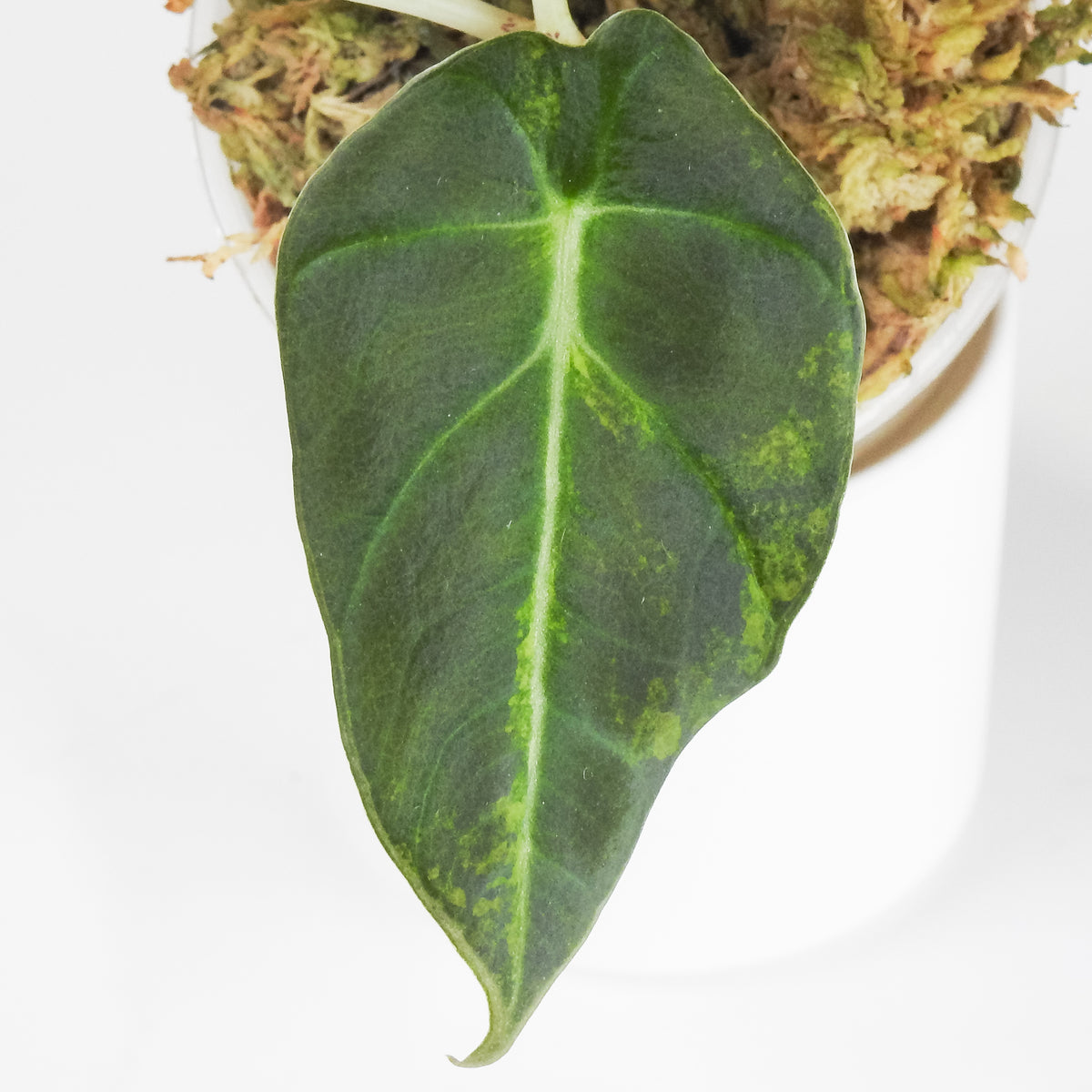 Alocasia 'Black Velvet' Gold (3915)