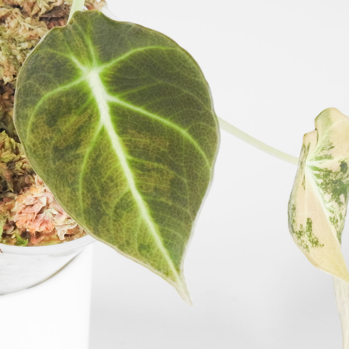 Alocasia 'Black Velvet' Gold (3915)