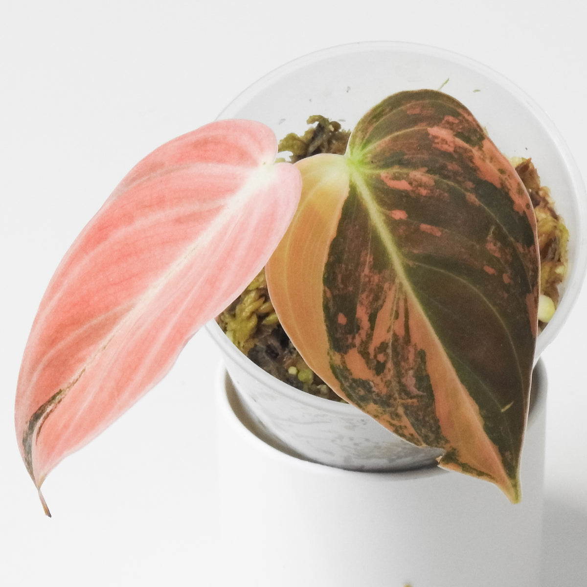 Philodendron Melanochrysum Orange *1st Generation* (3914)