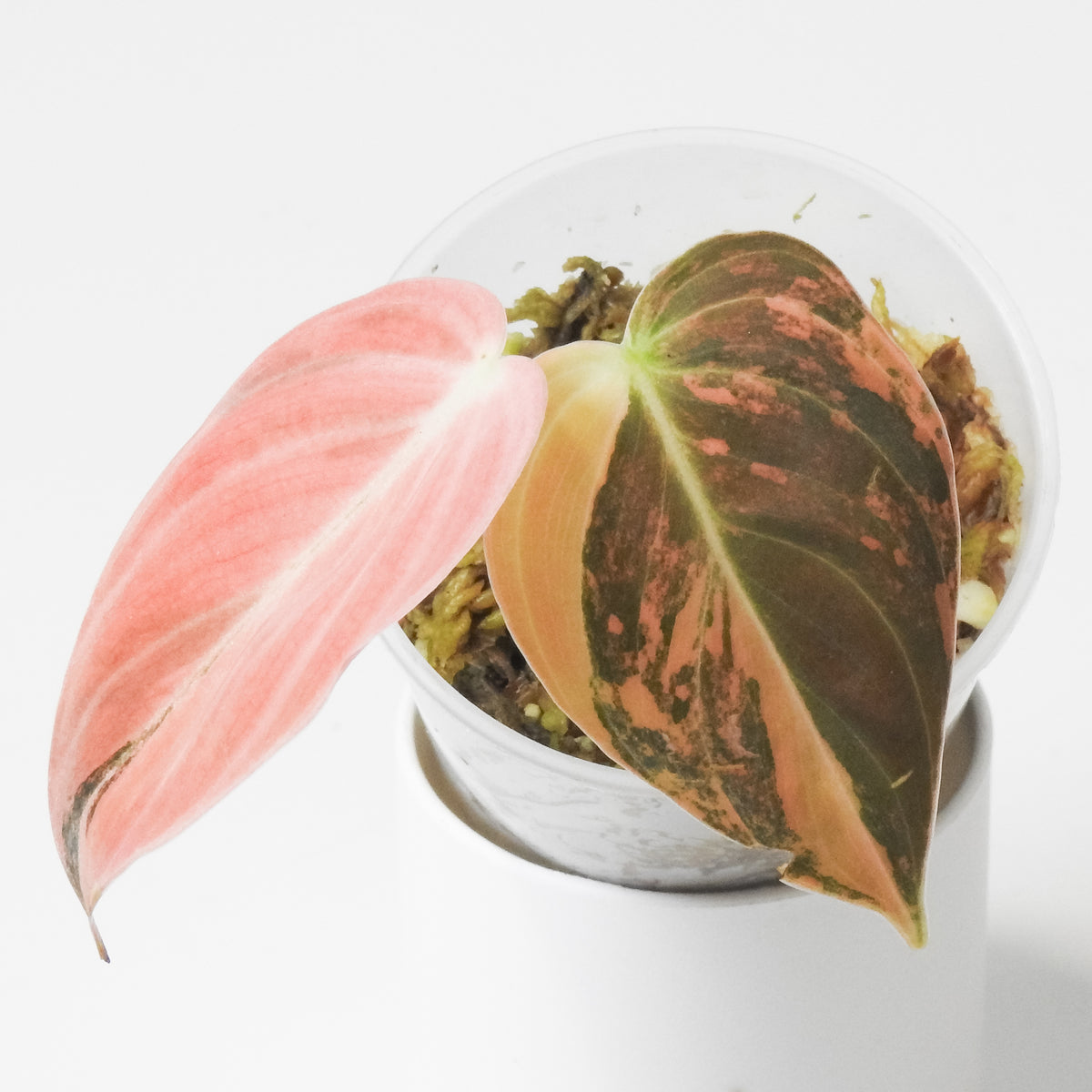Philodendron Melanochrysum Orange *1st Generation* (3914)