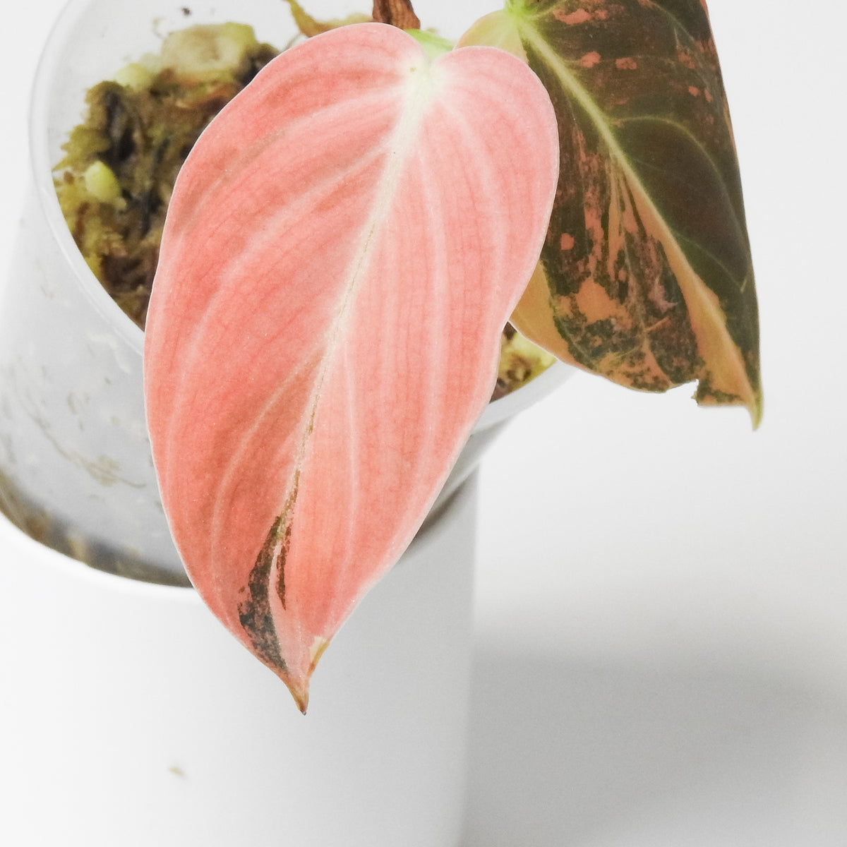 Philodendron Melanochrysum Orange *1st Generation* (3914)