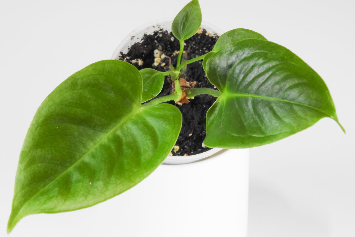 Anthurium 'Veitchii' (King Anthurium) (3913)