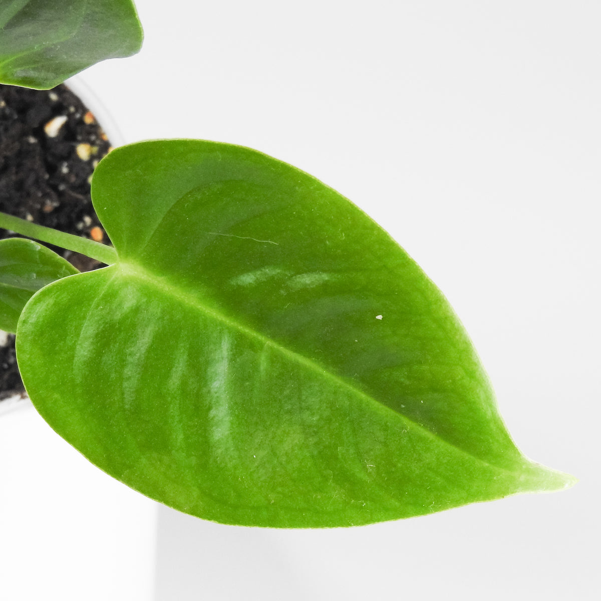 Anthurium 'Veitchii' (King Anthurium) (3913)
