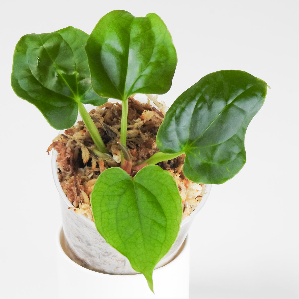 Anthurium 'Luxurians x Forgetii' (3916)