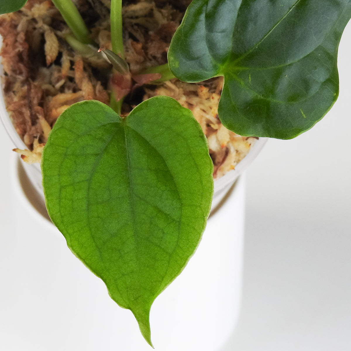 Anthurium 'Luxurians x Forgetii' (3916)