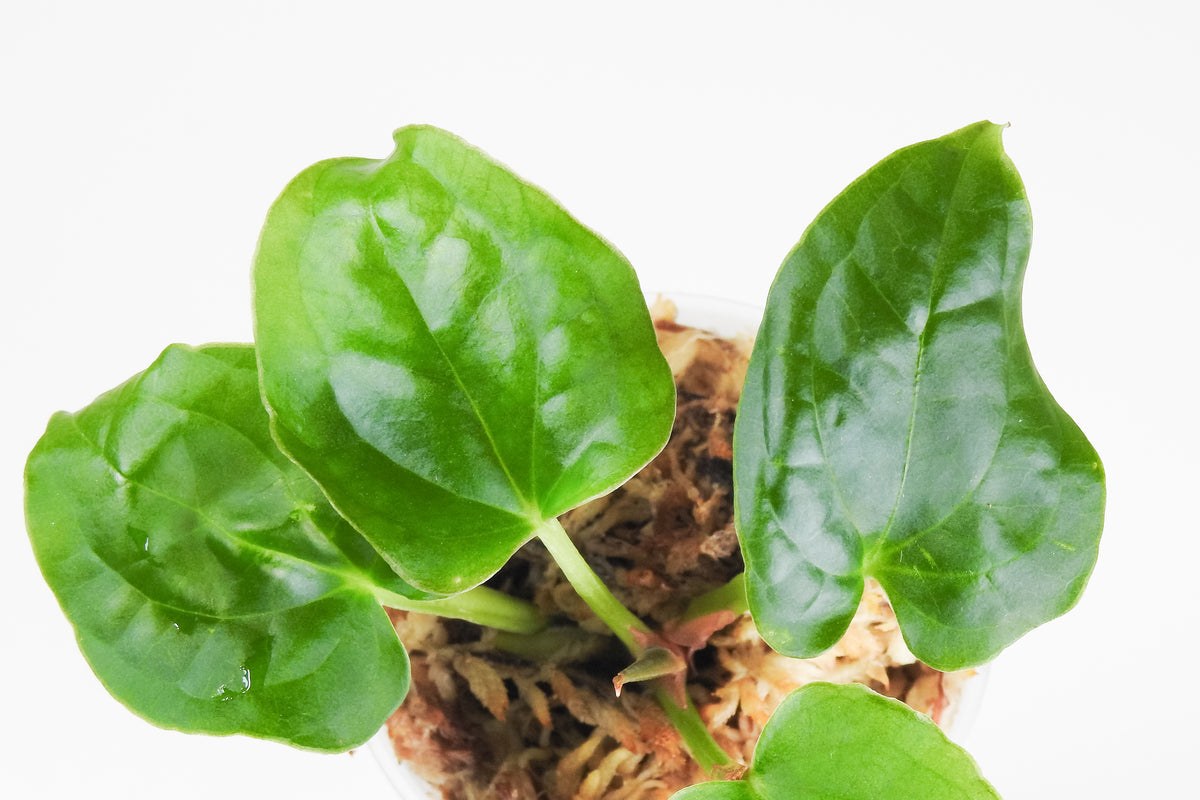 Anthurium 'Luxurians x Forgetii' (3916)