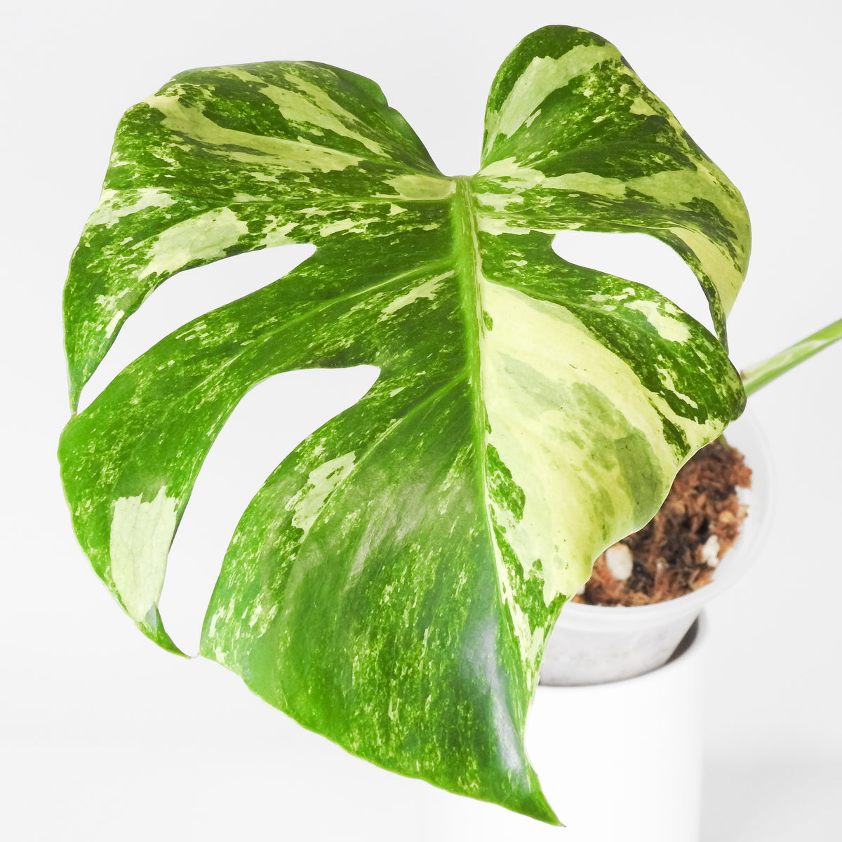 Monstera Deliciosa 'Masterpiece' (3919)