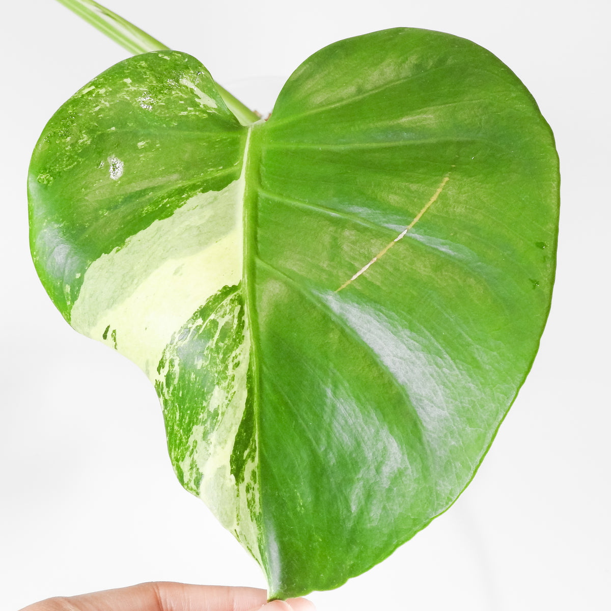 Monstera Deliciosa 'Masterpiece' (3919)