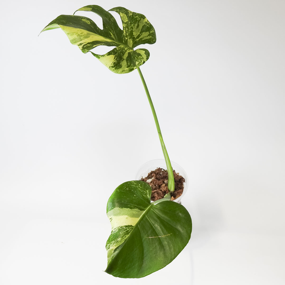 Monstera Deliciosa 'Masterpiece' (3919)