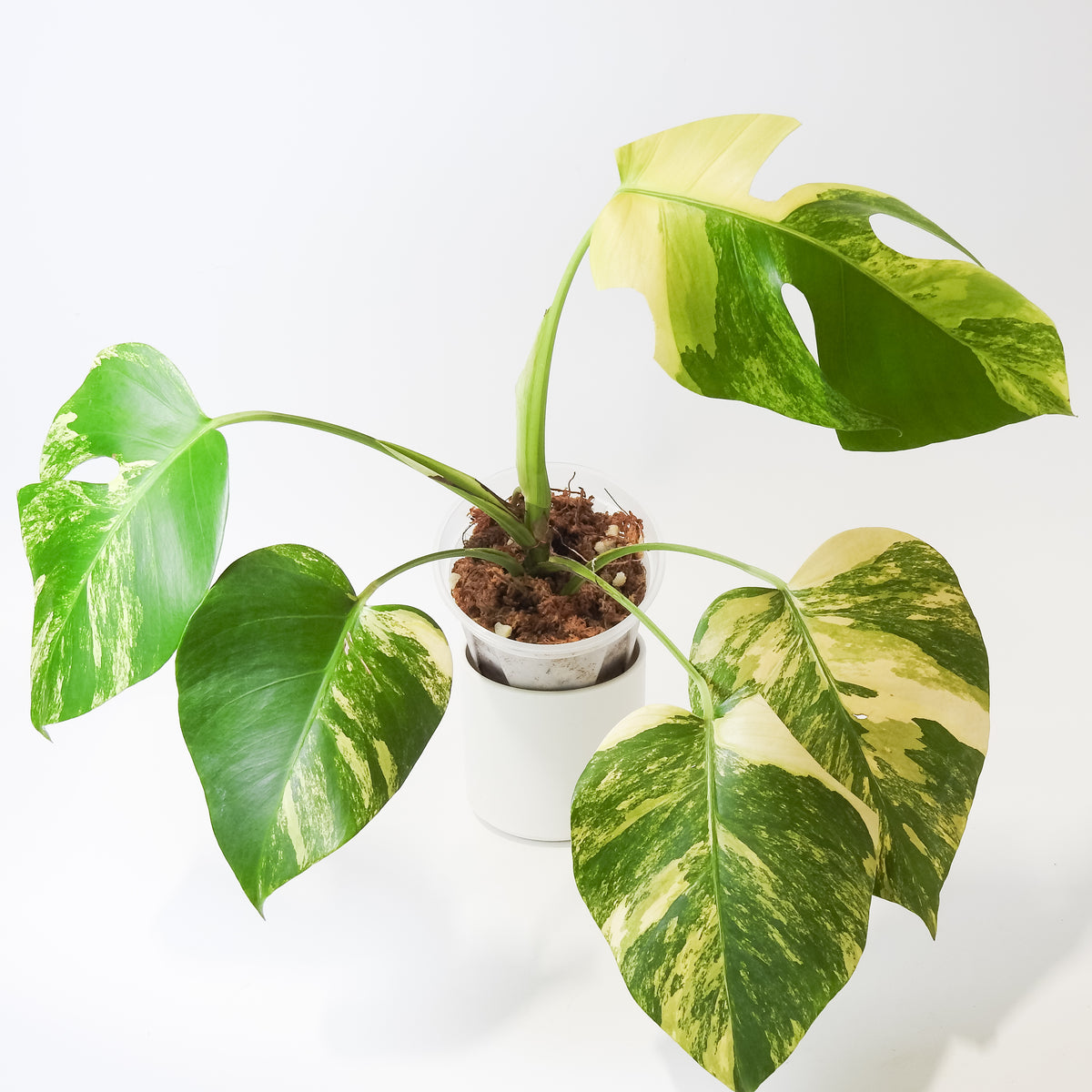 Monstera Borsigiana Aurea Tricolor (3920)
