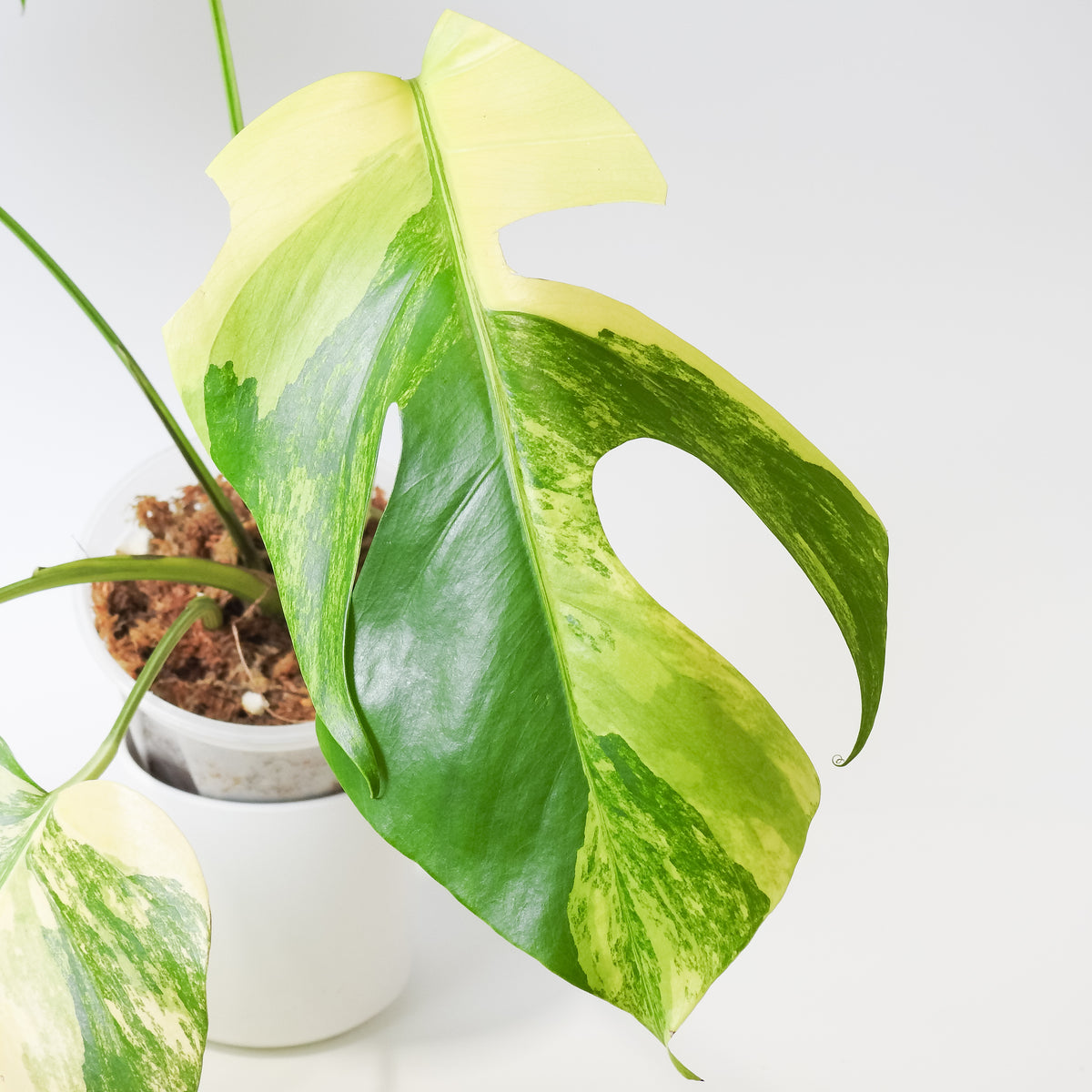 Monstera Borsigiana Aurea Tricolor (3920)