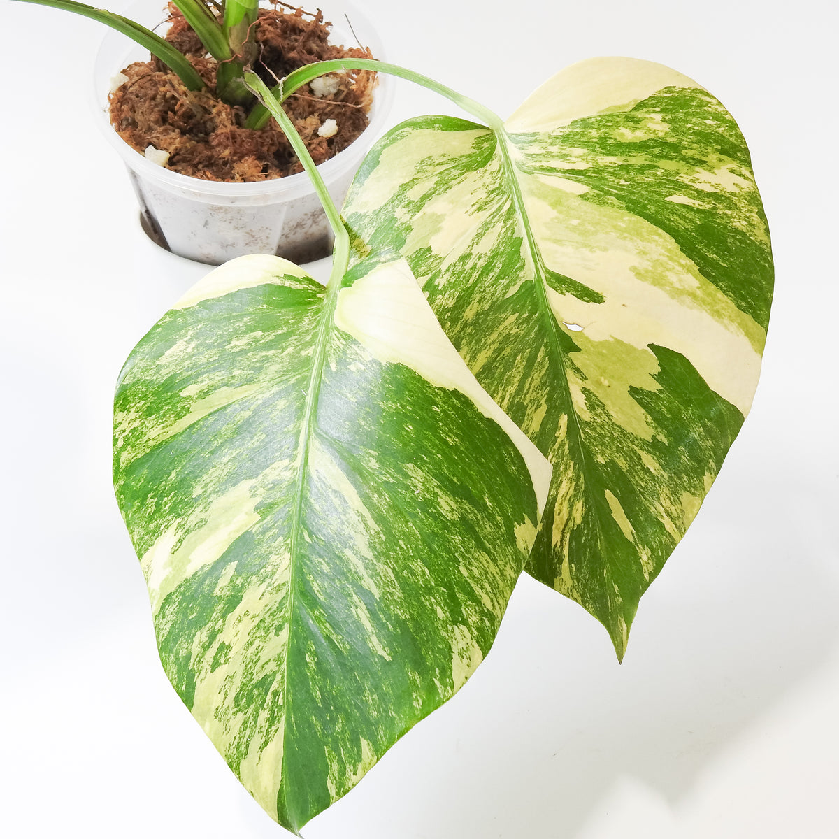 Monstera Borsigiana Aurea Tricolor (3920)