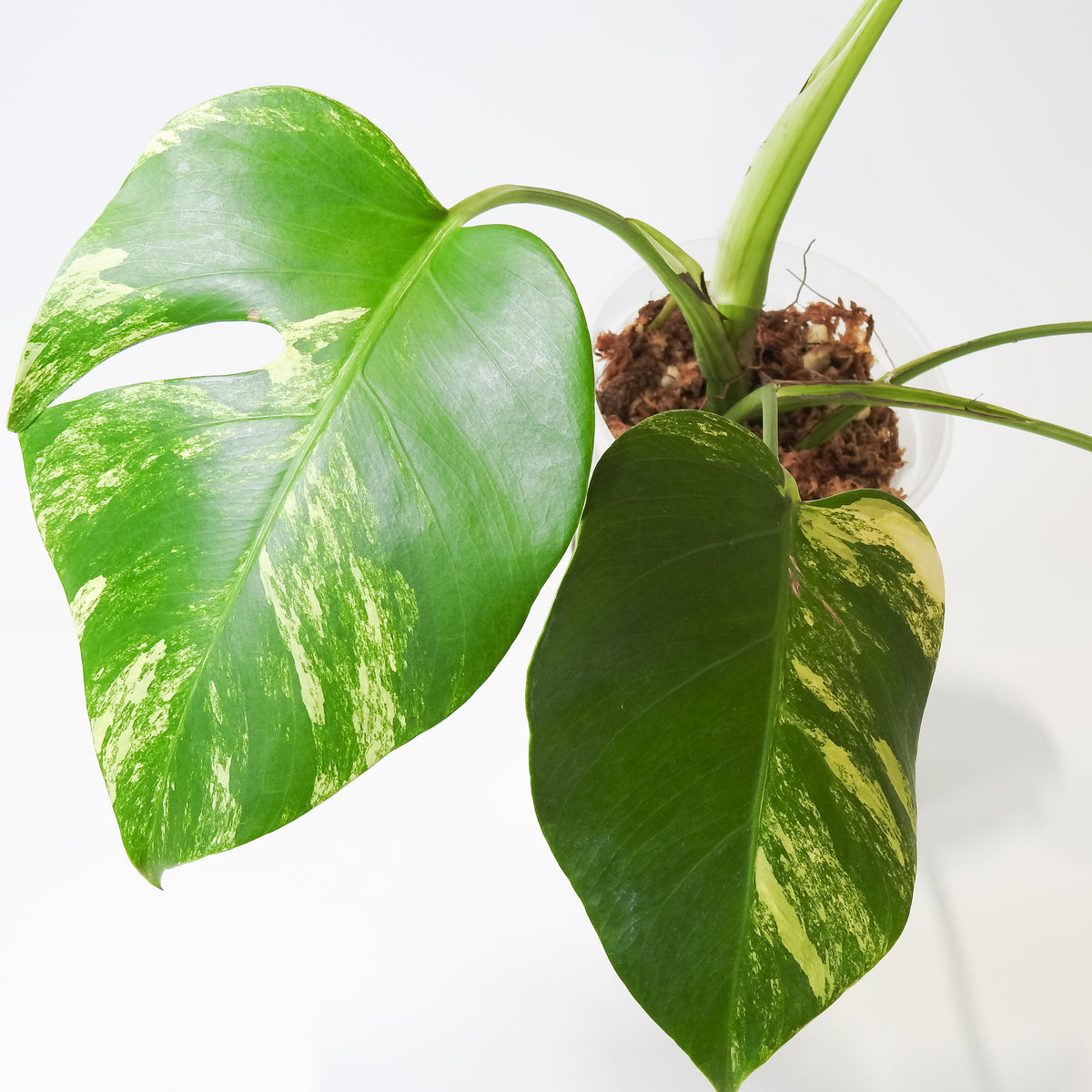 Monstera Borsigiana Aurea Tricolor (3920)
