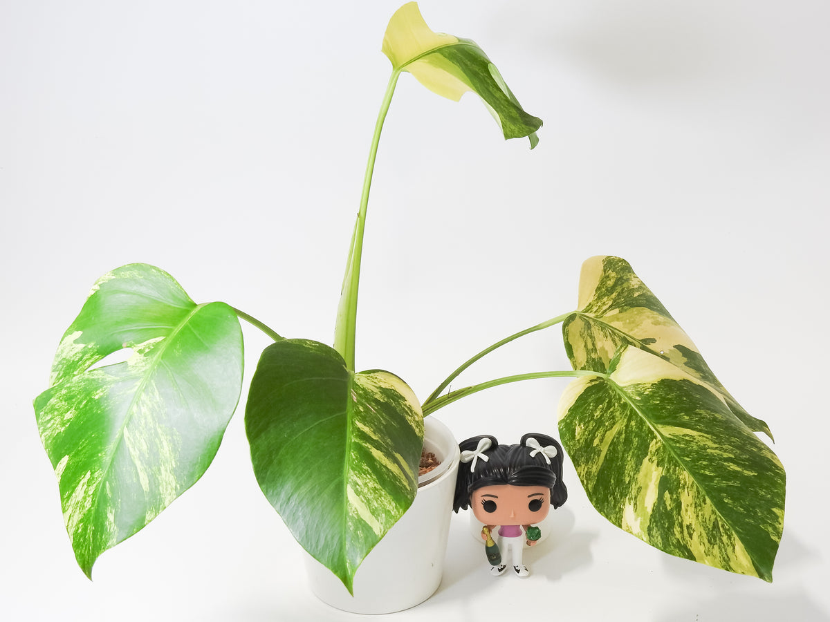 Monstera Borsigiana Aurea Tricolor (3920)