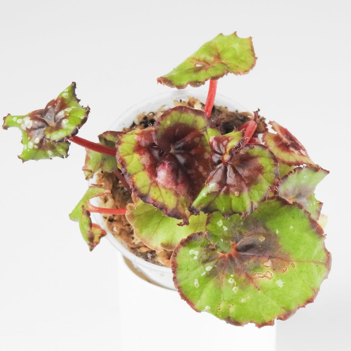 Begonia Red Escargo 'Macarena' *Growers Choice*