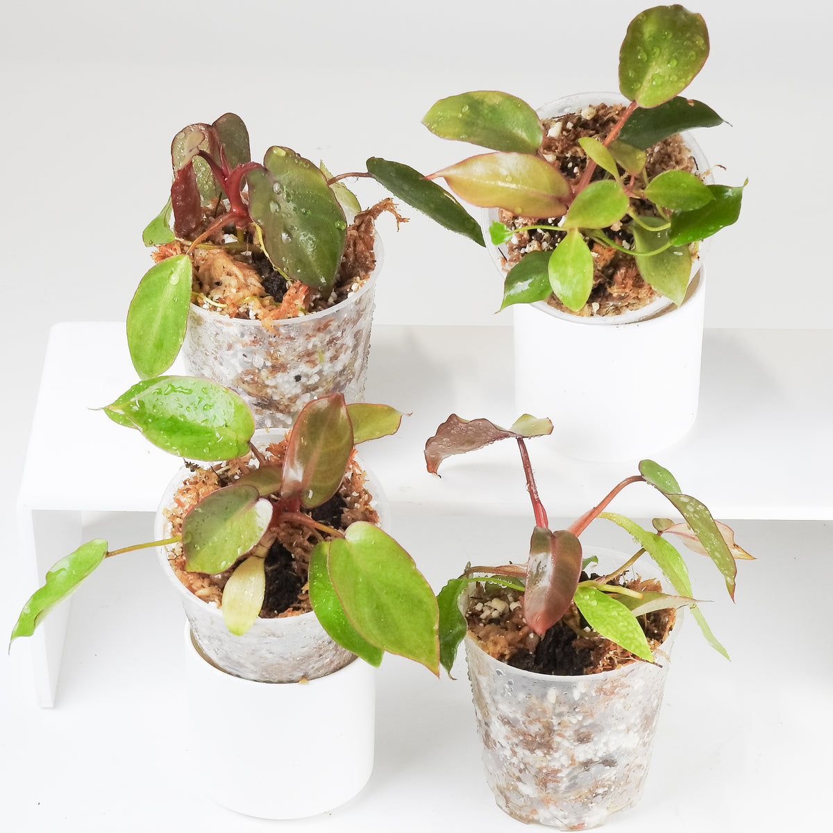 Philodendron Billietiae Dark Form *Growers Choice*